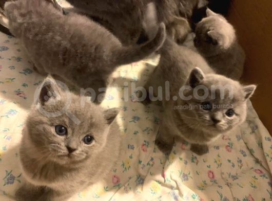 Bri̇ti̇sh Shorthai̇r 27 Şubat Şubat Doğumlu Safkan görsel