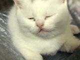 Beyaz Dişi Scottish Fold