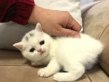 Beyaz Dişi Scottish Fold