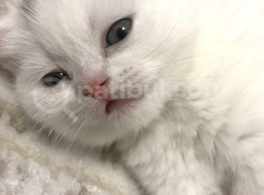 Beyaz Dişi Scottish Fold görsel