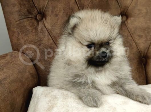 Orji̇nal Pomerani̇an Boo Yavrularimiz