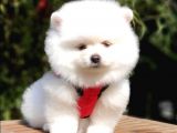 Orjinal Pomeranian Boo Yavrularımız