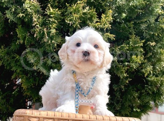 Maltese Mini Boy Sevimli Yavrular görsel