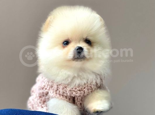 Ayı Surat Sevimli Mini Boy Pomeranian Yavrular görsel