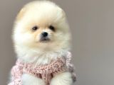 Ayı Surat Sevimli Mini Boy Pomeranian Yavrular