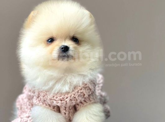 Ayı Surat Sevimli Mini Boy Pomeranian Yavrular görsel