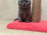 50 Günlük Scottish Fold Dişi
