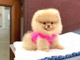 Pomeranian Boo Teddy Face Dişi Yavrumuz