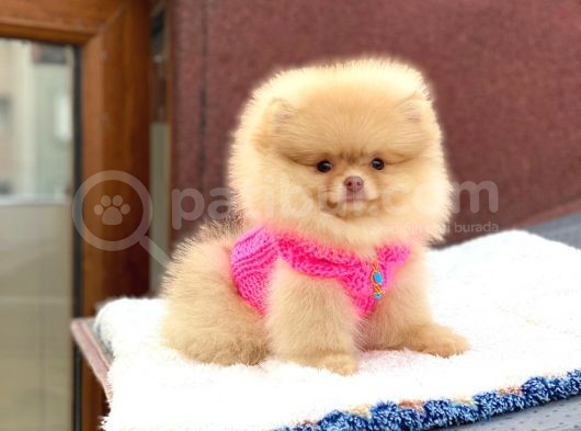 Pomeranian Boo Teddy Face Dişi Yavrumuz görsel