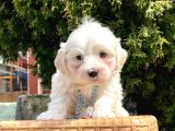 Maltese Mini Boy Sevimli Yavrular