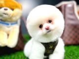 Ayı Surat Pomeranian Boo Yavrularımızpomeranian Pomeranian Istanbul Cins Köpek