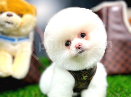 Ayı Surat Pomeranian Boo Yavrularımızpomeranian Pomeranian Istanbul Cins Köpek görsel