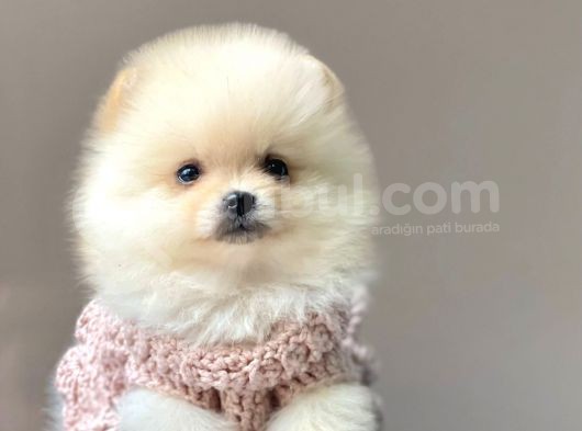 Safkan Pomeranian Boo Yavrular görsel