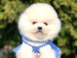 Safkan Pomeranian Boo Yavrular