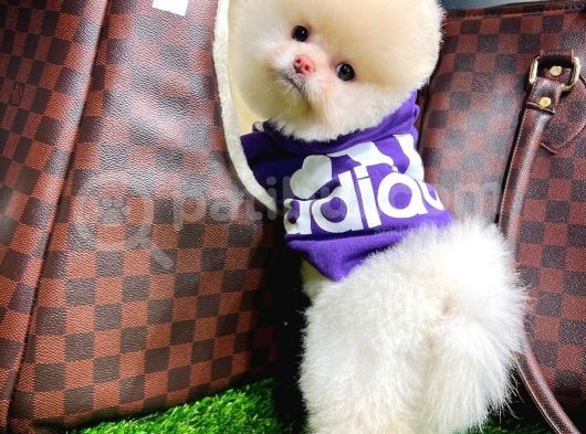 Ayı Surat Pomeranian Boo Yavrularımızpomeranian Pomeranian Istanbul Cins Köpek