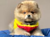 Safkan Pomeranian Boo Yavrular