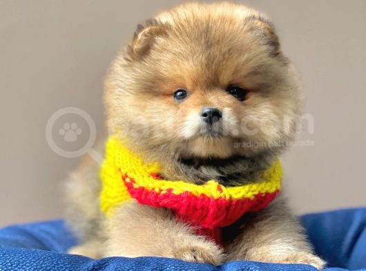 Safkan Pomeranian Boo Yavrular görsel