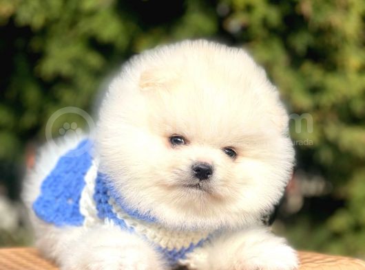 Safkan Pomeranian Boo Yavrular görsel