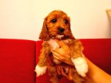 Parti̇ Color Toy Poodle Yavrumuz