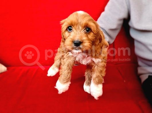 Parti̇ Color Toy Poodle Yavrumuz görsel