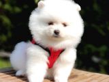 Satılık Pomeranian Boo Yavrularımız