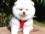 Satılık Pomeranian Boo Yavrularımız