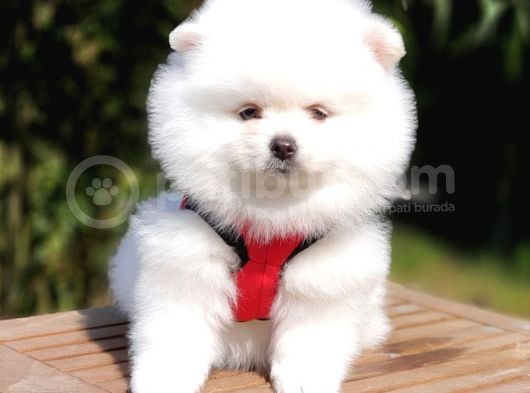 Satılık Pomeranian Boo Yavrularımız görsel