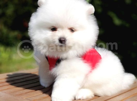 Satılık Pomeranian Boo Yavrularımız görsel