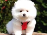 Satılık Pomeranian Boo Yavrularımız