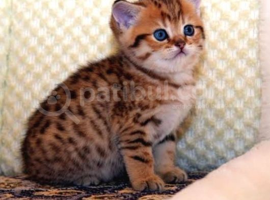 A Kalite Golden Taby British Shortair Yavrularım görsel