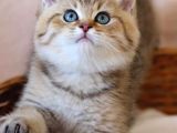 A Kalite Golden Taby British Shortair Yavrularım