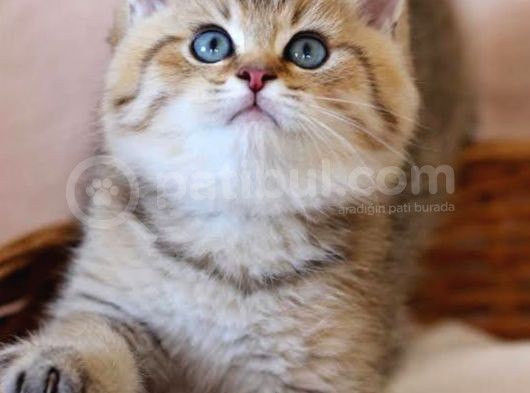 A Kalite Golden Taby British Shortair Yavrularım görsel