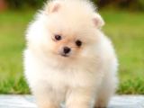 Ayı Surat Pomeranian Boo Yavrularımız