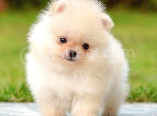 Ayı Surat Pomeranian Boo Yavrularımız
