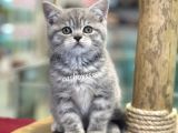 Çok Sevimli British Shorthair Blue Tabby Dişi Bebek