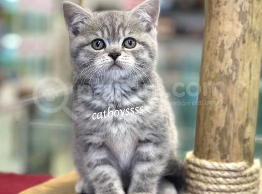 Çok Sevimli British Shorthair Blue Tabby Dişi Bebek görsel