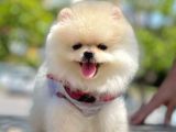 Ayı Surat Pomeranian Boo Yavrularımız