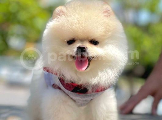 Ayı Surat Pomeranian Boo Yavrularımız görsel