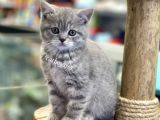 Çok Sevimli British Shorthair Blue Tabby Dişi Bebek