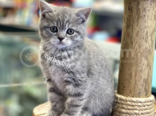 Çok Sevimli British Shorthair Blue Tabby Dişi Bebek görsel