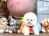 Ayı Surat Pomeranian Boo Yavrularımız