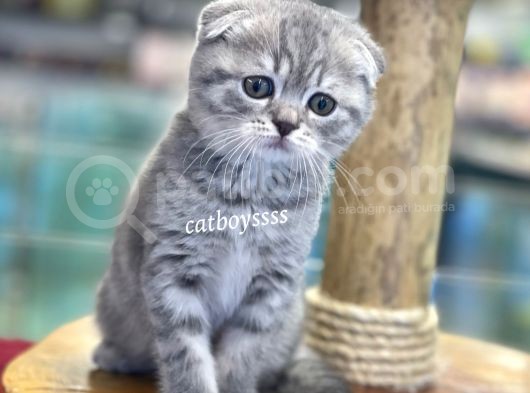 Blue Tabby Scottish Fold Dişi Bebeğimiz görsel