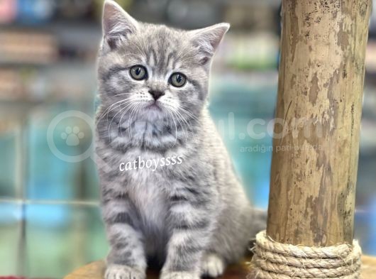 Çok Sevimli British Shorthair Blue Tabby Dişi Bebek görsel