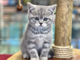 Çok Sevimli British Shorthair Blue Tabby Dişi Bebek