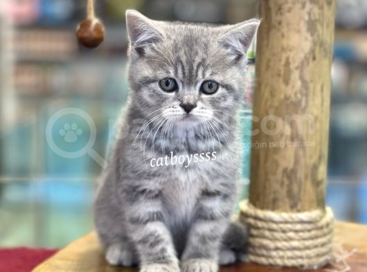 Çok Sevimli British Shorthair Blue Tabby Dişi Bebek görsel