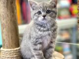 Çok Sevimli British Shorthair Blue Tabby Dişi Bebek