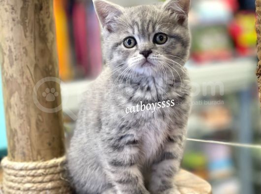 Çok Sevimli British Shorthair Blue Tabby Dişi Bebek görsel