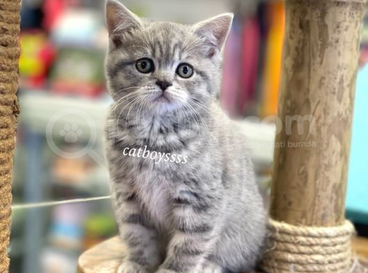 Çok Sevimli British Shorthair Blue Tabby Dişi Bebek