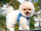 Ayı Surat Pomeranian Boo Yavrularımız