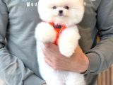 Ayı Surat Pomeranian Boo Yavrularımız